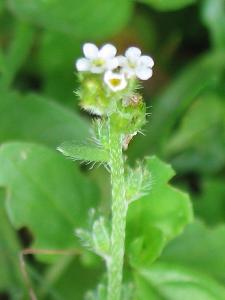 Plagiobothrys scouleri